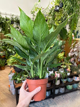 Kép betöltése a galériamegjelenítőbe: Spathiphyllum &#39;Diamond&#39; variegated - Vitorlavirág tarka - Peace lily
