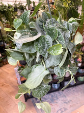 Kép betöltése a galériamegjelenítőbe: Scindapsus pictus &quot;Silvery ann&quot; - Ezüstös szobafutóka - Silver satin pothos

