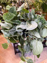 Kép betöltése a galériamegjelenítőbe: Scindapsus pictus &quot;Silvery ann&quot; - Ezüstös szobafutóka - Silver satin pothos
