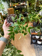Kép betöltése a galériamegjelenítőbe: Hoya bella - Viaszvirág - Wax plant
