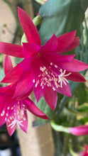 Kép betöltése a galériamegjelenítőbe: Epiphyllum &quot;Leon herick&quot; - Saját szaporítás
