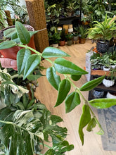 Kép betöltése a galériamegjelenítőbe: Hoya bella - Viaszvirág - Wax plant
