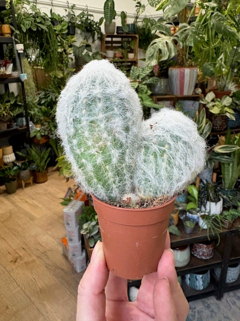 Espostoa lanata - Peruvian Old Man cactus