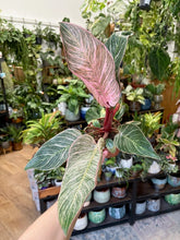 Kép betöltése a galériamegjelenítőbe: Philodendron &quot;Pink bikini&quot;
