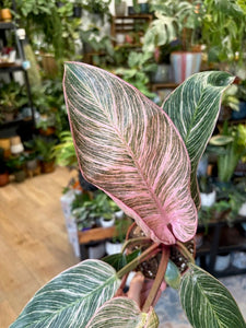 Philodendron "Pink bikini"