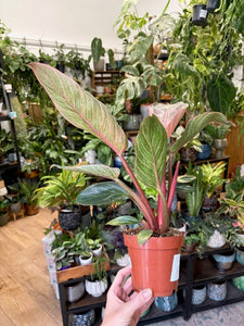Philodendron "Pink bikini"