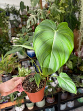 Kép betöltése a galériamegjelenítőbe: Philodendron pastazanum
