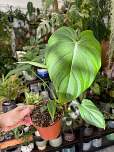 Philodendron pastazanum