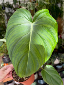 Philodendron pastazanum