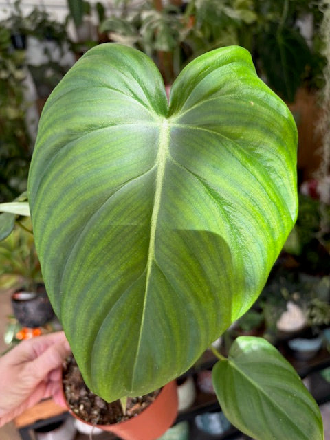 Philodendron pastazanum