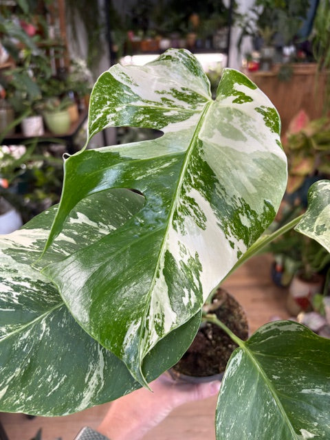 Monstera deliciosa albo variegata