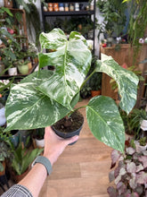Kép betöltése a galériamegjelenítőbe: Monstera deliciosa albo variegata
