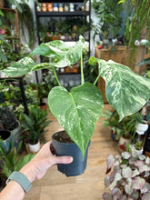 Kép betöltése a galériamegjelenítőbe: Monstera deliciosa albo variegata
