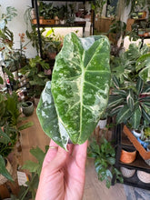 Kép betöltése a galériamegjelenítőbe: Alocasia "Frydek" variegata - 6cm cserépátmérő
