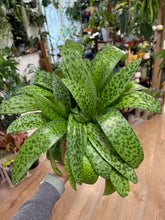Kép betöltése a galériamegjelenítőbe: Drimiopsis maculata - Leopárdnövény - Tropical Home 
