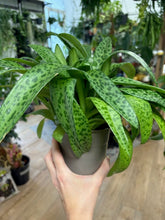 Kép betöltése a galériamegjelenítőbe: Drimiopsis maculata - Leopárdnövény - Tropical Home 
