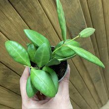 Kép betöltése a galériamegjelenítőbe: Hoya bilobata - Tropical Home 
