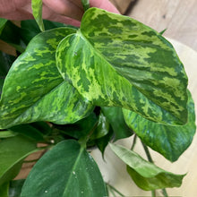 Kép betöltése a galériamegjelenítőbe: Epipremnum aureum "Jungle star" - akasztós cserépben - Tropical Home 
