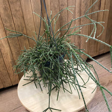 Kép betöltése a galériamegjelenítőbe: Rhipsalis pilocarpa - Vesszőkaktusz akasztós cserépben - Tropical Home 
