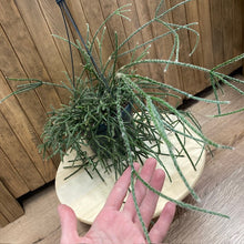 Kép betöltése a galériamegjelenítőbe: Rhipsalis pilocarpa - Vesszőkaktusz akasztós cserépben - Tropical Home 
