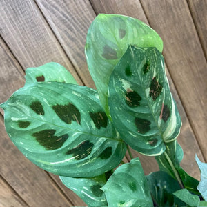 Maranta leuconeura 'Kerchoveana' variegata - Nyílgyökér - Prayer plant - Tropical Home 