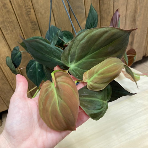 Philodendron hederaceum “Micans