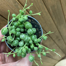 Kép betöltése a galériamegjelenítőbe: Senecio rowleyanus variegata - Borsóka - String of pearls - Tropical Home 
