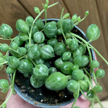 Kép betöltése a galériamegjelenítőbe: Senecio rowleyanus variegata - Borsóka - String of pearls - Tropical Home 
