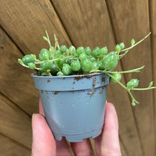 Kép betöltése a galériamegjelenítőbe: Senecio rowleyanus variegata - Borsóka - String of pearls - Tropical Home 
