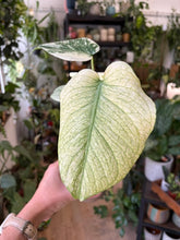 Kép betöltése a galériamegjelenítőbe: Monstera deliciosa "Mint" 11cm
