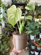 Kép betöltése a galériamegjelenítőbe: Monstera deliciosa "Mint" 11cm
