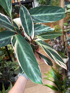 Stromanthe sanguinea 'Triostar' - Pompás dárdalevél