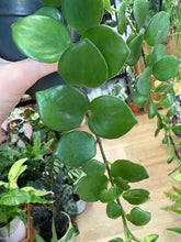 Kép betöltése a galériamegjelenítőbe: Aeschynanthus &quot;Pink polka&quot; - Pink rúzsvirág
