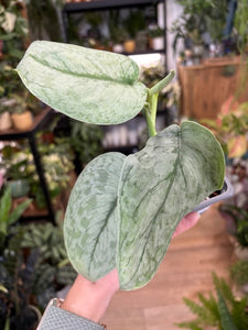 Scindapsus pictus "Silver splash"