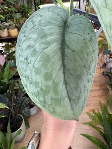 Scindapsus pictus "Silver splash"