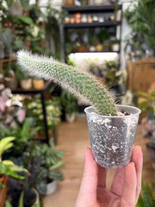 Hildewintera colademononis - Monkey's Tail Cactus