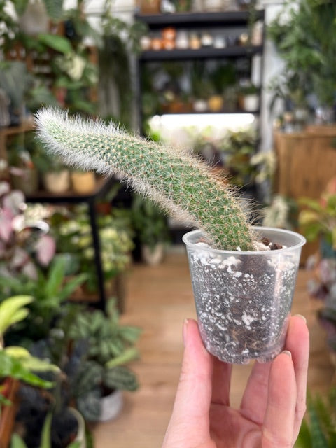 Hildewintera colademononis - Monkey's Tail Cactus