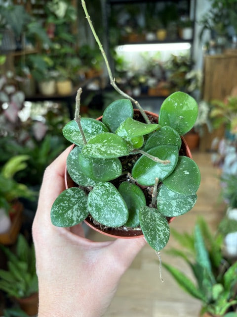 Hoya mathilde - Viaszvirág - Wax plant