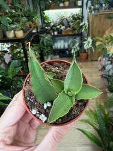 Kép betöltése a galériamegjelenítőbe: Sansevieria &quot;Swan dancer&quot; - Anyósnyelv
