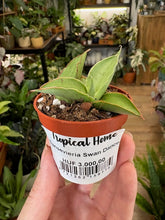 Kép betöltése a galériamegjelenítőbe: Sansevieria &quot;Swan dancer&quot; - Anyósnyelv

