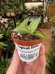 Sansevieria "Swan dancer" - Anyósnyelv