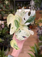 Kép betöltése a galériamegjelenítőbe: Epipremnum pinnatum &quot;Marble variegata&quot;
