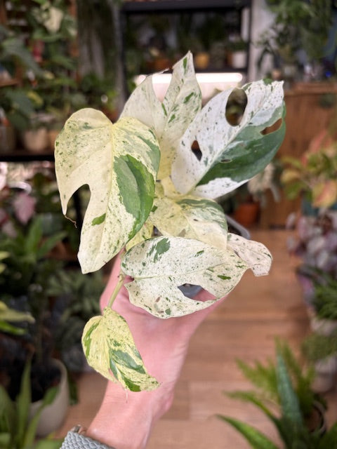 Epipremnum pinnatum 