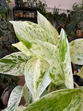 Kép betöltése a galériamegjelenítőbe: Epipremnum aureum "Snow queen" 12cm
