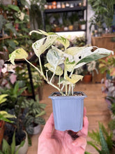 Kép betöltése a galériamegjelenítőbe: Epipremnum pinnatum &quot;Marble variegata&quot;
