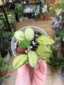 Hoya heuschkeliana variegata