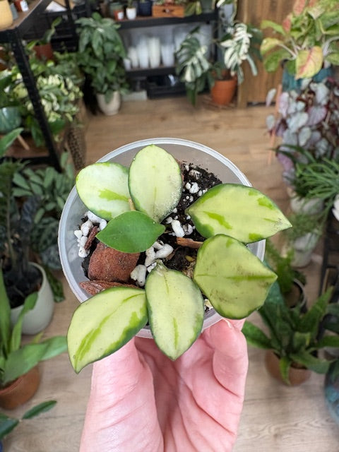 Hoya heuschkeliana variegata