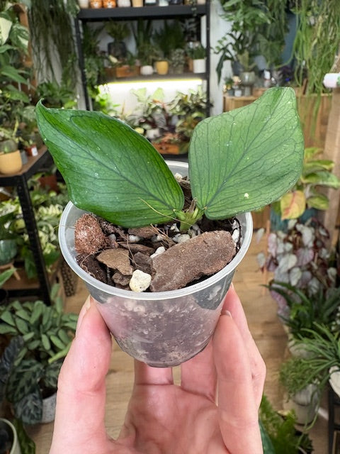 Hoya polyneura - Saját szaporítás