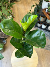 Kép betöltése a galériamegjelenítőbe: Ficus lyrata "Bambino" 12cm - Törpe lantlevelű fikusz - CSAK SZEMÉLYES ÁTVÉTELLEL
