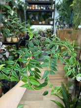 Kép betöltése a galériamegjelenítőbe: Hoya bella - Viaszvirág - Wax plant

